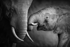 Image of elephants for our FAQ about careers in animal behavior