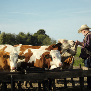 An image of a ranch manager and cattle for our FAQ on how to become a ranch manager.