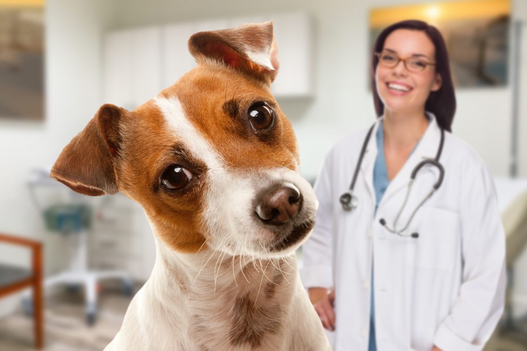  A picture of a dog and woman for our article on Best Affordable Online Zoology Degree Programs