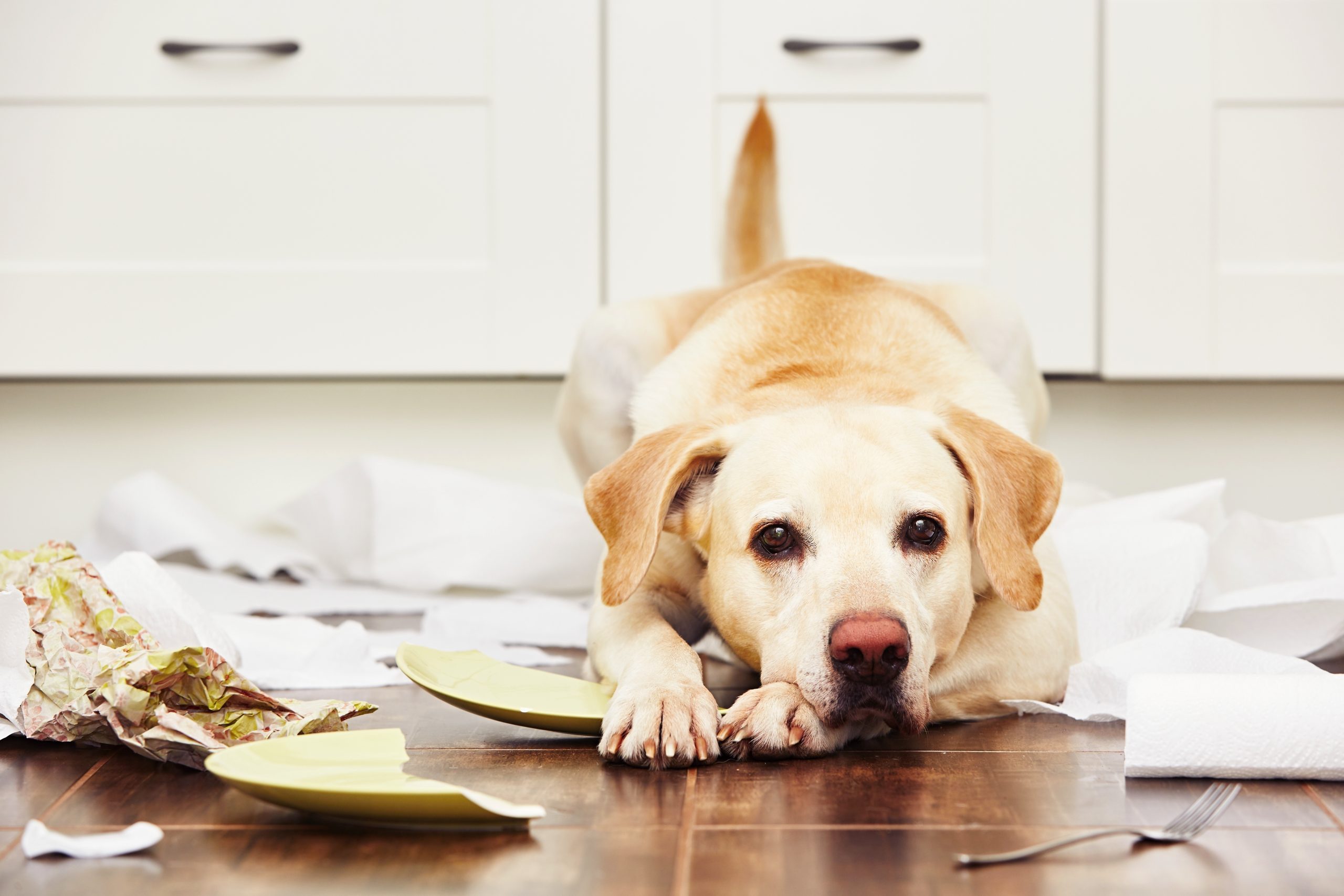 The Top 15 Animal Behaviorist Schools in the United States The Top 15 Animal Behaviorist Schools in the United States
